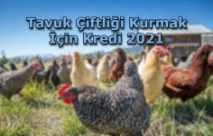 Tavuk Çiftliği Kurmak İçin Kredi 2021