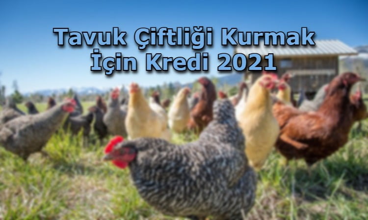 Tavuk Çiftliği Kurmak İçin Kredi 2021