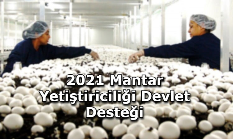 2021 Mantar Yetiştiriciliği Devlet Desteği