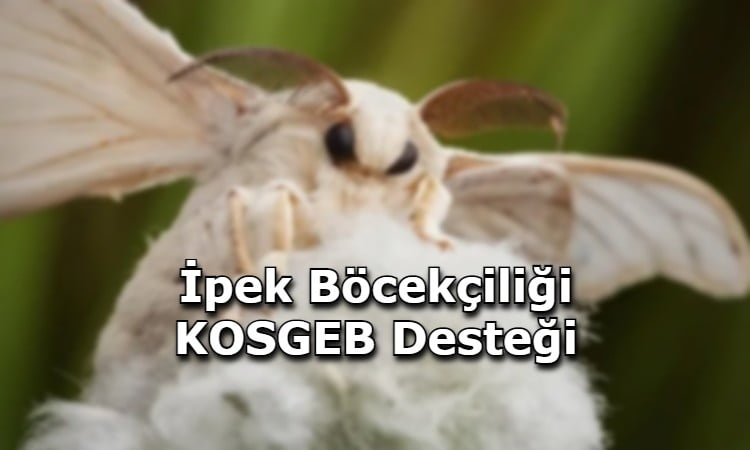 İpek Böcekçiliği KOSGEB Desteği