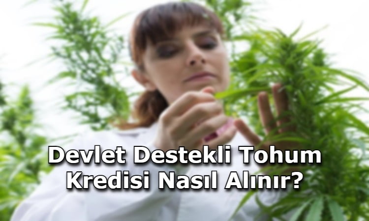 Devlet Destekli Tohum Kredisi Nasıl Alınır?