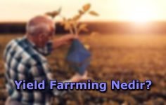 Yield Farming Nedir?