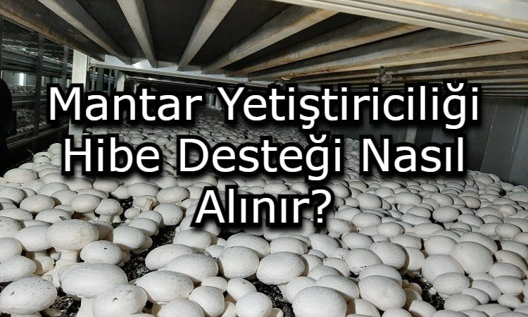 Mantar Yetiştiriciliği Hibe Desteği Nasıl Alınır?